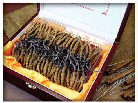 金城江冬虫夏草回收